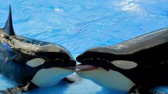 Orca Or Killer Whale Barbaras HD Wallpaper