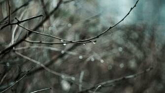 Drops Water Autumn Rain Wallpaper Background 4k Ultra HD