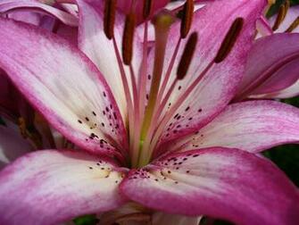 Tiger Lily HD Wallpaper This
