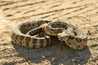 Beautiful Snake Rattlesnake Wallpaper In HD