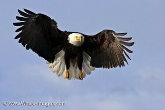 American Bald Eagle Picture Haliaeetus Leucocephalus Alaska