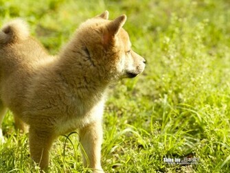 Shiba Inu Puppy Photos Dog Wallpaper No