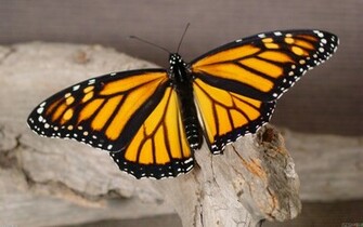 Monarch Butterfly Cool Wallpaper