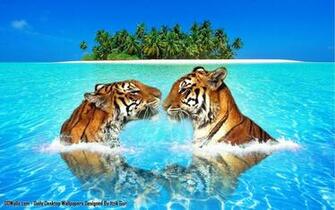 Wallpaper Wildlife Nature Photocombo