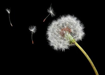 Dandelion Seed In Web Nature Wallpaper Featuring Flowers And Plants