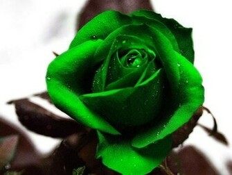 Green Rose Phone Wallpaper By Brandiwig84