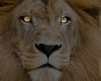 Sports Amazing Lion Wallpaper