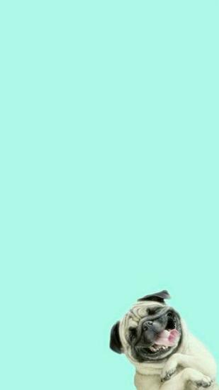 Funny Pug Dog Laughing Android Wallpaper