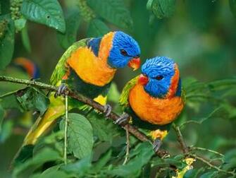 Birds HD Widescreen Wallpaper Desktop