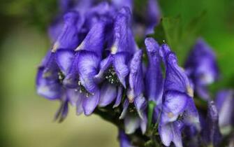 Purple Wallpaper Flowers Mac Desktop