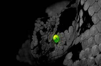 Snake Wallpaper Id Wallpapervortex