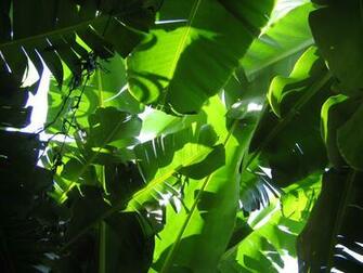 Banana Leaf Wallpaper Pattern File Leaves And Sky