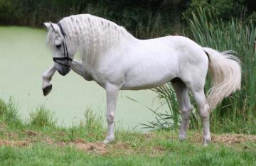 Magnificent White Andalusian Horse Wallpaper Wallpaperpick