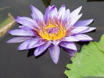 Desktop Wallpaper Flowers Background Waterlily Purple