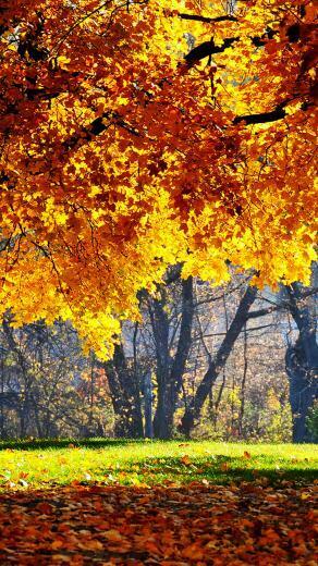 Fall iPhone Wallpaper