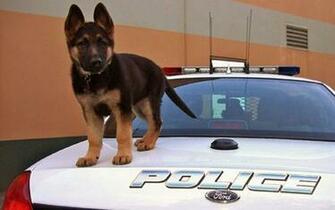 Shepherd Sweet Police Puppy Car Wallpaper