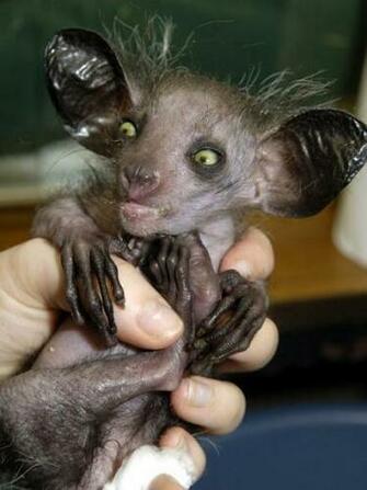 Ugly Baby Animals Pictures Wallpaper With Their Mothers