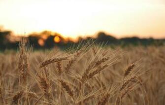 Wallpaper Wheat Field Macro Background Widescreen