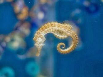 Seahorse Wallpaper Nice Pics Gallery