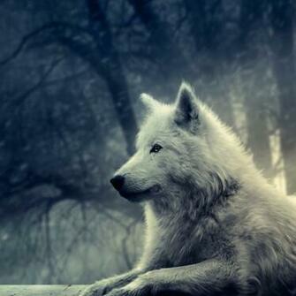 Snow Wolf iPad Wallpaper