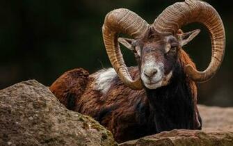Mouflon Wallpaper