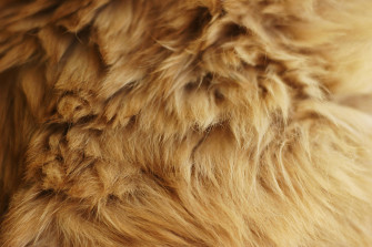 Animal Fur Micro Photography Inzre2ot4dqha1az Wallpaper