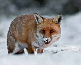 Red Fox Wallpaper