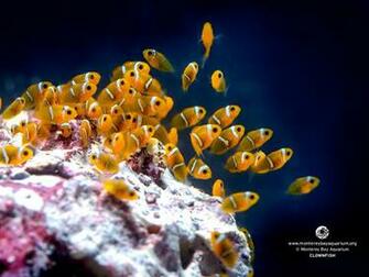 Wallpaper From The Monterey Bay Aquarium