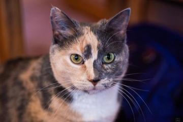 Mom S Kitty Sally Cat Wallpaper By Christy Turner Photography