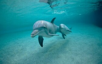 Dolphins Wallpaper Art Print HD Widescreen Desktop