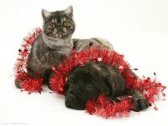Smoke Exotic Kitten With Brindle English Mastiff Puppy Wrapped