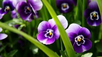 Wallpaper Flowers Purple