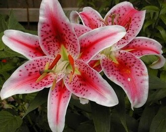 Stargazer Lily Orientalbrvery Fragrant Graphics Code