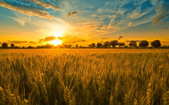 Enemies Of The Harvest Jbensimpson