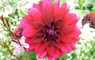 Dahlia Wallpaper Flower