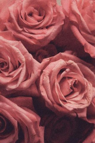 Rose Aesthetic Wallpaper For Your iPhone Prada Pearls