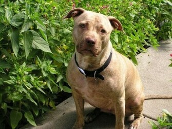 American Red Nose Pit Bull Wallpaper