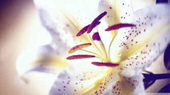 White Tiger Lily Wallpaper