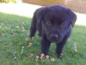 Cute Black Labrador Puppy Standing Among Flowers Puppies Wallpaper