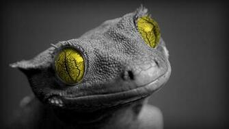 Cute Lizard Wallpaper