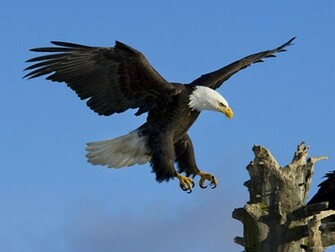 Eagle Wallpaper