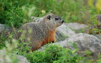 Groundhog Wallpaper