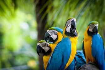 Blue And Yellow Macaw Wallpaper X Net