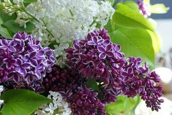 Lilac Wallpaper Cheap Online