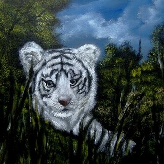 White Tiger Cubs Wallpaper Tigers Picture Bengal