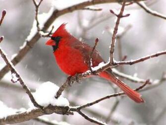 Cardinal Wallpaper Image Photo Picture