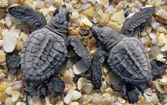 Baby Turtles Wallpaper
