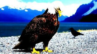 Eagle Claws Feathers Bird HD Wallpaper New