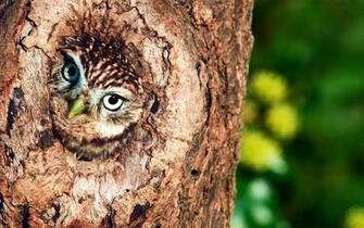 Owl Computer Wallpaper Desktop Background Id