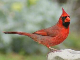 Cardinal Photos Northern